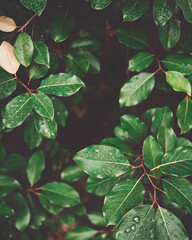 Fototapeta premium Fresh Leaves with Water Droplets