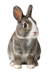 Obraz premium A young domestic rabbit with fluffy grey-brown fur and transparent face markings, sitting calmly with gentle eyes, on a bright white studio background with copy space, serene pet portrait concept