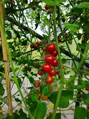 In the garden, cherry tomatoes grow in open ground. Fresh ripe red tomatoes plant growth in organic greenhouse garden ready to harvest. Image of fresh and delicious tomatoes. Cherry tomatoes in a gard