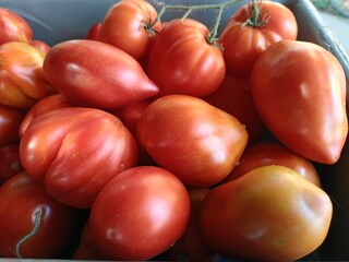 many ripe red tomatoes close-up