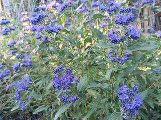 a bright plant with autumn flowering - Caryopteris
