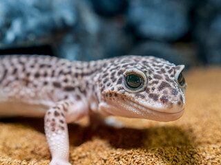 ヒョウモントカゲモドキ