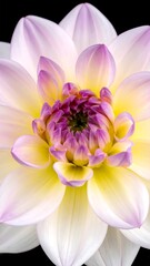 Close-up of a delicate, vibrant flower