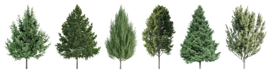 Variety of evergreen tree illustrations