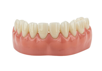Isolated denture with artificial gum and teeth ready for insertion into patient's mouth