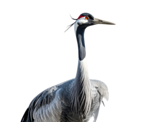Front-Facing Crane Portrait with Outstretched Neck, Isolated
