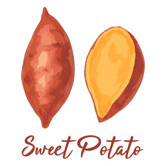 sweet potato in watercolor illustration style, isolated vector on white background
