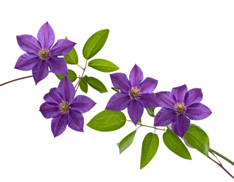  Clematis Vine with Blooming Purple Flowers, Curved Layout, Isolated