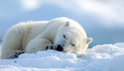 Obraz premium A polar bear sleeping peacefully on snow
