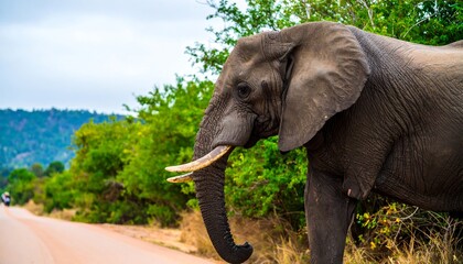 Elephant on dirt road