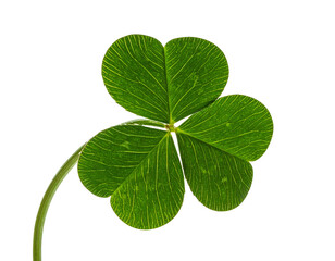 Angled Perspective of Four Leaf Clover, Macro Style, Isolated on Transparent Background.