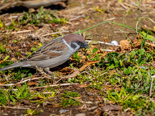 地面を歩くスズメ