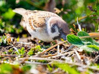 地面を歩くスズメ