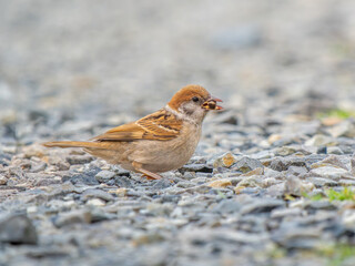 地面を歩くスズメ