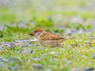 地面を歩くスズメ