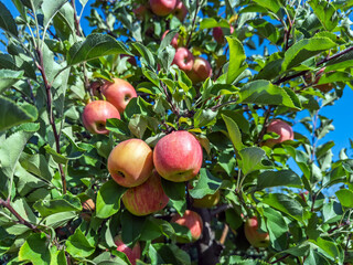 Beautiful red apples ripening on fruit tree with dense green foliage.Abundant apple harvest showing ripe colorful fruits on tree limbs with thick leafy canopy in traditional fruit garden landscape