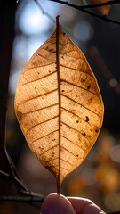 Close-up of a dried leaf backlit by sunlight