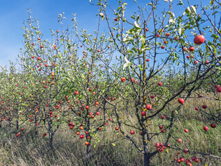 Fototapeta premium Wild apple orchard in autumn with ripe red fruits hanging on bare branches against clear blue sky in natural countryside setting.Apple trees bearing abundant red fruit crop in countryside orchard