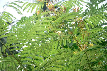 Lush Green Foliage of a Tropical Tree with Yellow Flowers
