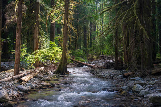 Dappled sunlight on trees and mountain stream by the Thunder Knob trail by Diablo Lake in North Cascades National Park