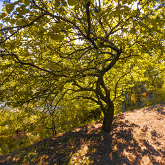 Fototapeta premium Wide-canopy tree with multiple branches on a sunlit slope, surrounded by green foliage and blue sky. Shadows and light create a vivid, peaceful forest scene.