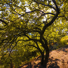 Wide-canopy tree with multiple branches on a sunlit slope, surrounded by green foliage and blue sky. Shadows and light create a vivid, peaceful forest scene.