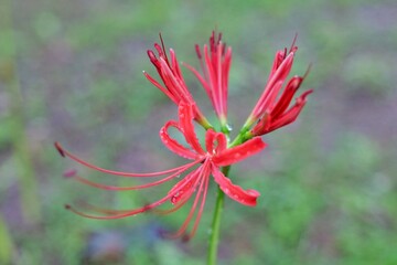 flower, red, 네이처, 식물, 뜰, 블로섬, 개화, 여름, 나뭇잎, 미, 봄, orange, 분홍, 변색, beautiful, 꽃, 근접, 식물학, 매크로, yellow, 똑똑하다