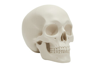 Isolated Human Skull Anatomy Medical Study Head Bone Jaw Death Biology Dental Education