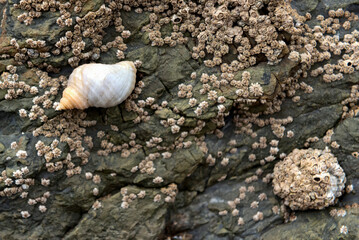 Dogwhelk (left) and limpet covered in barnacles (right)  attached to rock