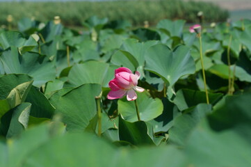 Lotus