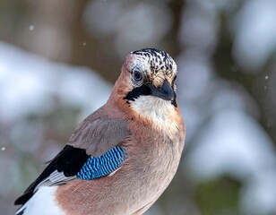 Close-up of a Eurasian Jay in winter