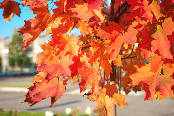 maple autumn leaves red orange fall sunny Indian summer vibrant bright foliage