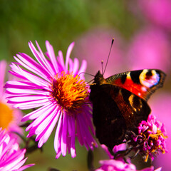 Admiral butterfly on a chrysanthemums flower.