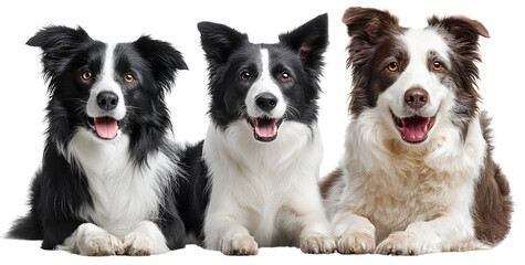 three black and white border collie dogs isolated on a transparent background, png file with three different views of the same