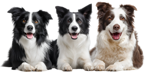 three black and white border collie dogs isolated on a transparent background, png file with three different views of the same