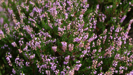 Makro-Magie der rosa Besenheide: Sanfte Texturen und leuchtende Blüten im Spätsommer der Lüneburger Heide, Deutschland