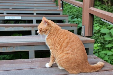 고양이, animal, 애완 동물, red, orange, 귀여운, 가정의, 모피, 고립시키는, 포유동물, 백, 얼룩무늬, beautiful, 인물사진, 작은, 어리다, 눈, 머리