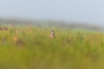A sociable lapwing in breeding plumage sitting on the ground in a paddy field area on the outskirts of Nalsarovar lake are in Gujarat