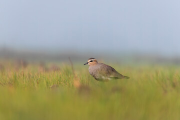 A sociable lapwing in breeding plumage sitting on the ground in a paddy field area on the outskirts of Nalsarovar lake are in Gujarat