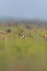 A sociable lapwing in breeding plumage sitting on the ground in a paddy field area on the outskirts of Nalsarovar lake are in Gujarat