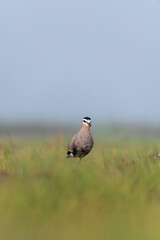 A sociable lapwing in breeding plumage sitting on the ground in a paddy field area on the outskirts of Nalsarovar lake are in Gujarat