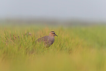 A sociable lapwing in breeding plumage sitting on the ground in a paddy field area on the outskirts of Nalsarovar lake are in Gujarat