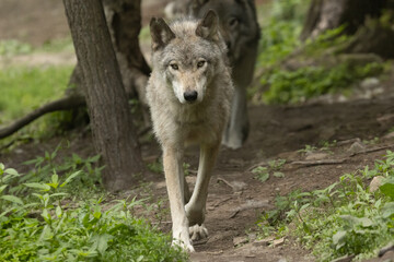 Gray Wolf (Canis lupus) Walking in Forest Habitat