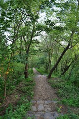 나무, 경로, 네이처, green, 길거리, 공원, 경관, 산책로, 봄, 여름, 국가, 보도, 나뭇잎, 농촌, 목초, 통로, 가을, 걷다, 길, 시골, 단풍