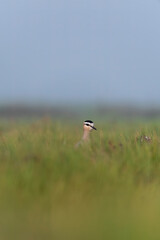 A sociable lapwing in breeding plumage sitting on the ground in a paddy field area on the outskirts of Nalsarovar lake are in Gujarat