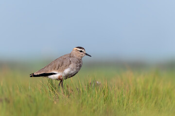 A sociable lapwing in breeding plumage sitting on the ground in a paddy field area on the outskirts of Nalsarovar lake are in Gujarat