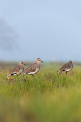 A sociable lapwing in breeding plumage sitting on the ground in a paddy field area on the outskirts of Nalsarovar lake are in Gujarat