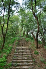 나무, 경로, 네이처, 길거리, green, 공원, 경관, 여름, 봄, 가을, 보도, 목초, 나뭇잎, 국가, 걷다, 통로, 시골, 산책로, 내추럴, 레인