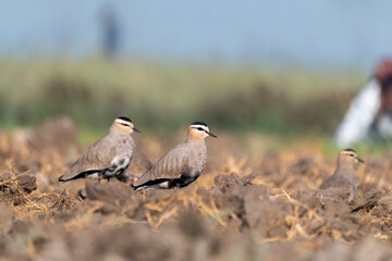 A sociable lapwing in breeding plumage sitting on the ground in a paddy field area on the outskirts of Nalsarovar lake are in Gujarat