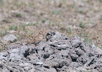 A mongolian short-toed lark perched on the ground next to the lake inside Nalsarovar bird sanctuary in Gujarat